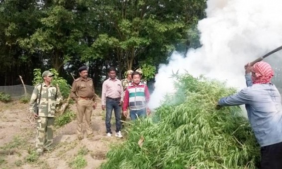 Sadar administration destroys cannabis worth Rs. 1.10 crores